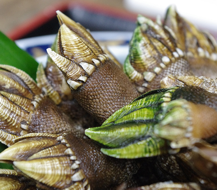 4月〜9月の“期間限定”で海の恵みをご提供します。